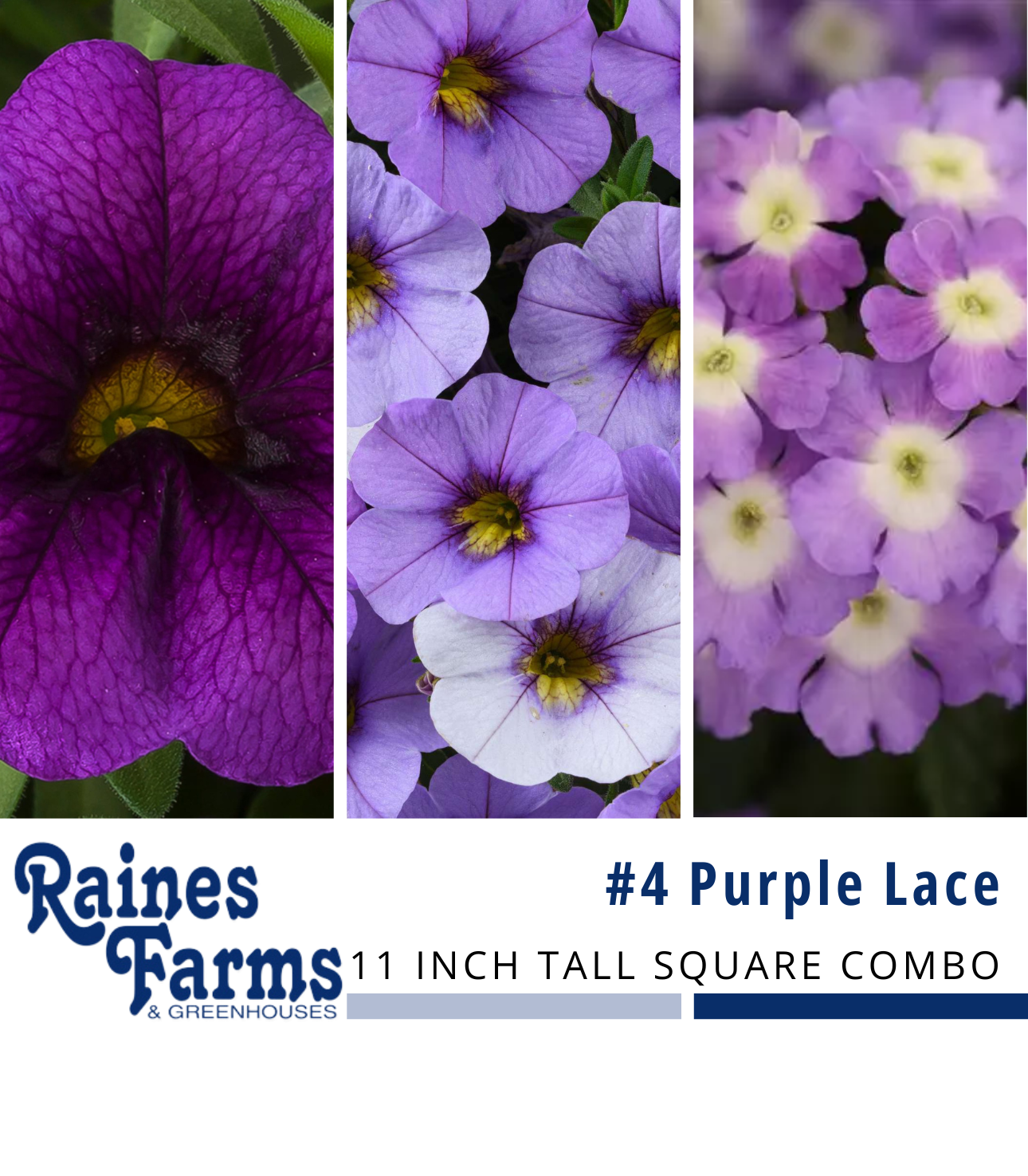 #4: Purple Lace 11 Inch Tall Square Combo